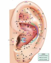 auriculoterapia